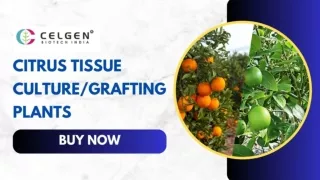 Shop High-Quality Citrus Trees for Sale at Celgen Biotech