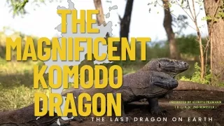 the magnificent komodo dragon