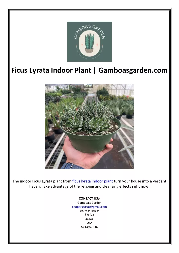 ficus lyrata indoor plant gamboasgarden com