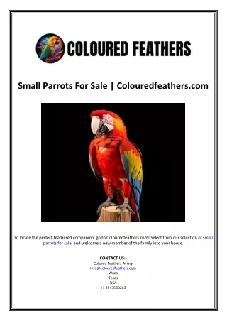 Small Parrots For Sale | Colouredfeathers.com