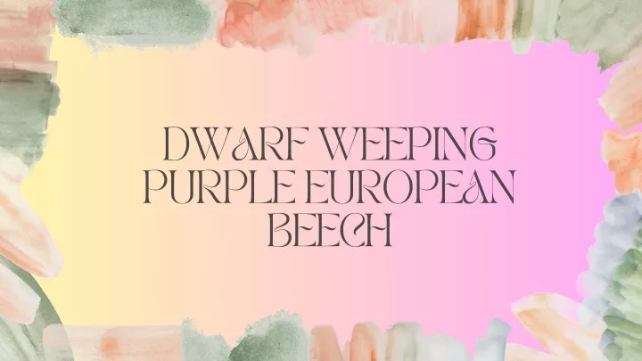 dwarf weeping purple european beech