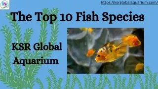 The Top 10 Fish Species | KSR Global Aquarium