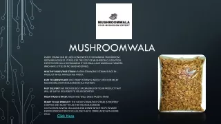 Mushroomwala Paddy Straw, Rice Straw for Oyster Mushroom and Milky Mushroom Cult