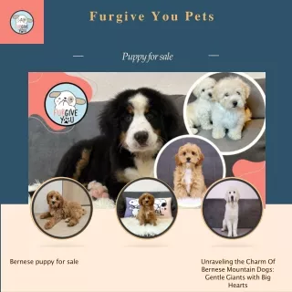 furgive you pets