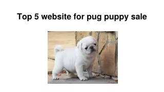 Top 5 website for pug puppy sale