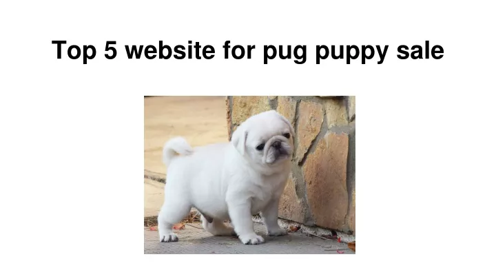 top 5 website for pug puppy sale