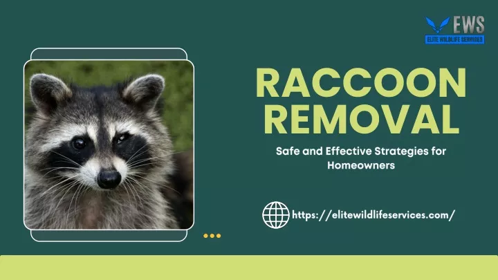 raccoon removal