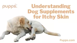 Understanding Dog Supplements for Itchy Skin