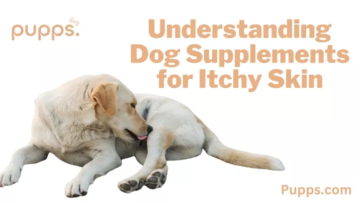 understand ng dog supplements for itchy sk n