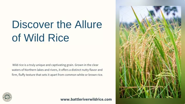 discover the allure of wild rice