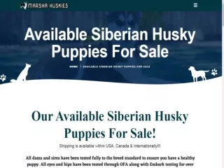 Siberian husky Puppy For Sale
