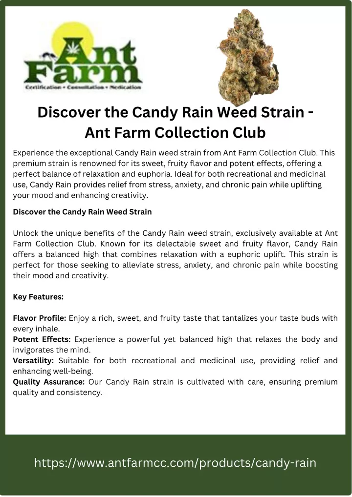 discover the candy rain weed strain ant farm