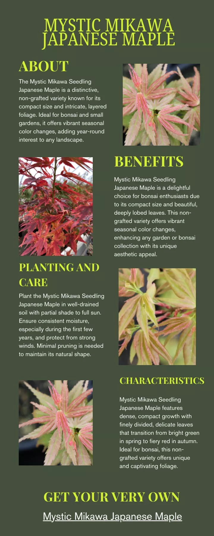 mystic mikawa japanese maple