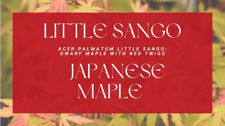 little sango