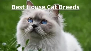 best house cat breeds