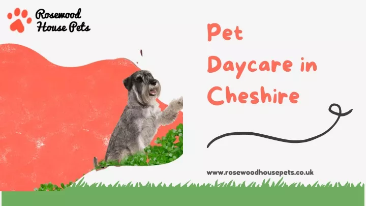 pet daycare in cheshire