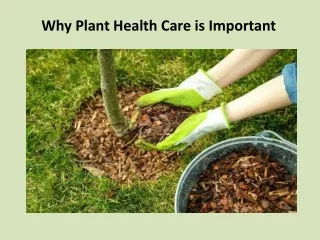 Why Plant Health Care is Important?