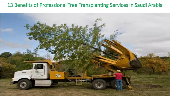 13 benefits of professional tree transplanting