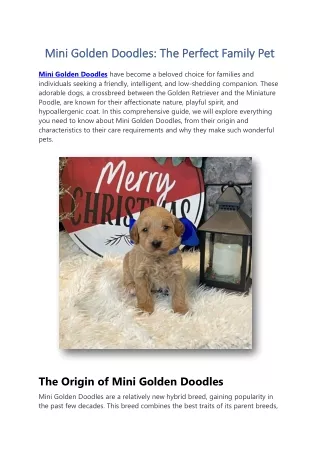 Mini Golden Doodles