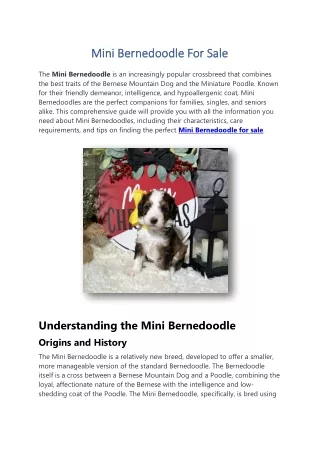 Mini Bernedoodle For Sale