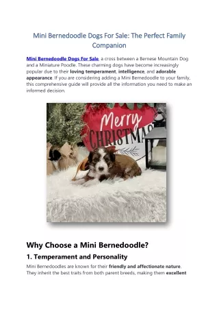Mini Bernedoodle Dogs For Sale