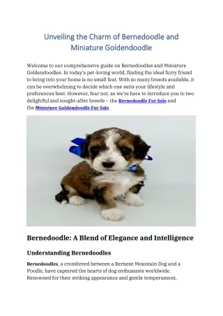 Bernedoodle For Sale