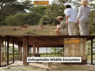 Unforgettable Wildlife Encounters