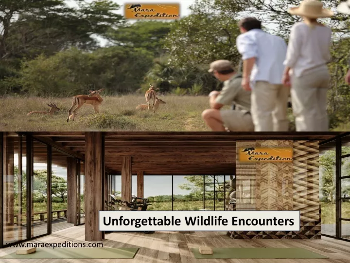 unforgettable wildlife encounters