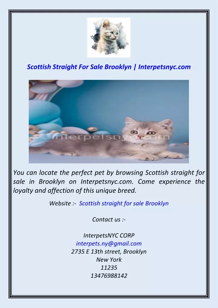 scottish straight for sale brooklyn interpetsnyc