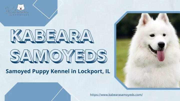 kabeara samoyeds