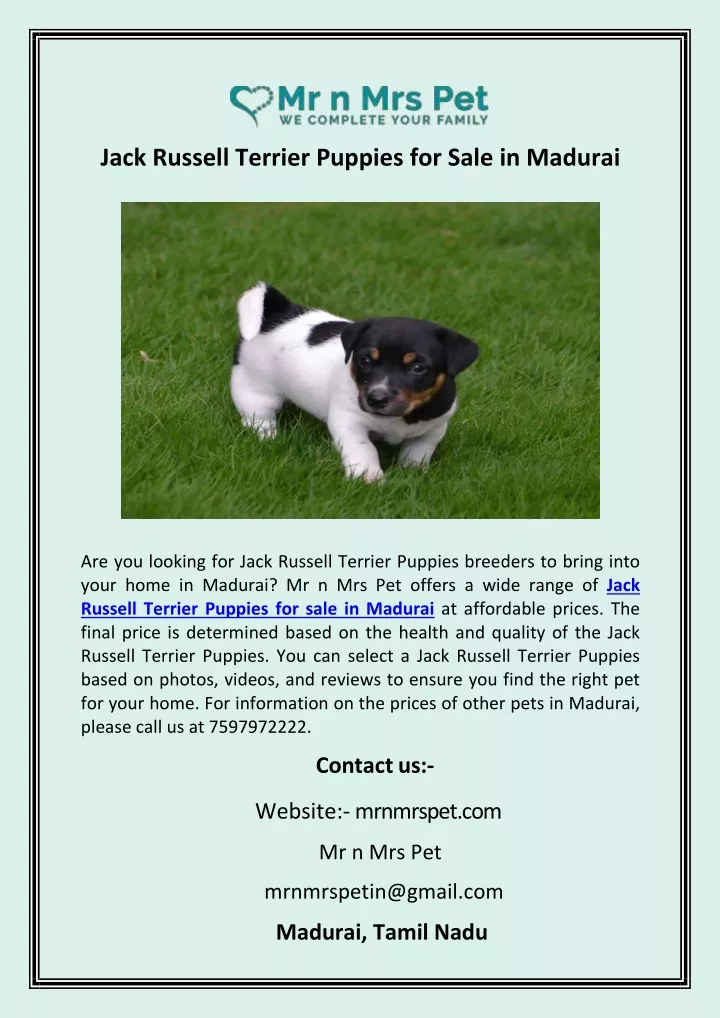 jack russell terrier puppies for sale in madurai