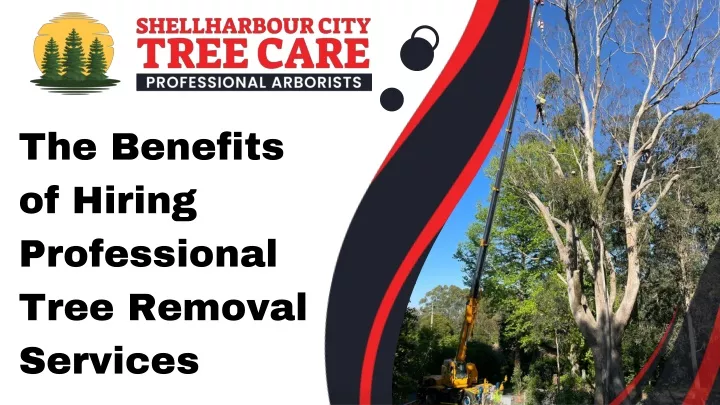 the benefits of hiring professional tree removal