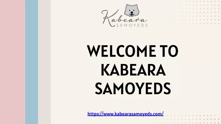 welcome to kabeara samoyeds