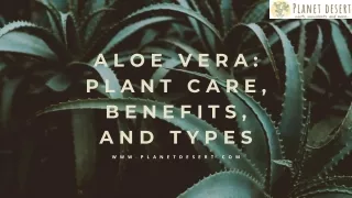 The Ultimate Aloe Vera Guide: From Care to Health Benefits