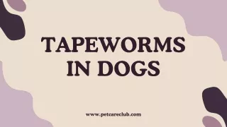 All you need to know about Tapeworms in Dogs - PetCareClub