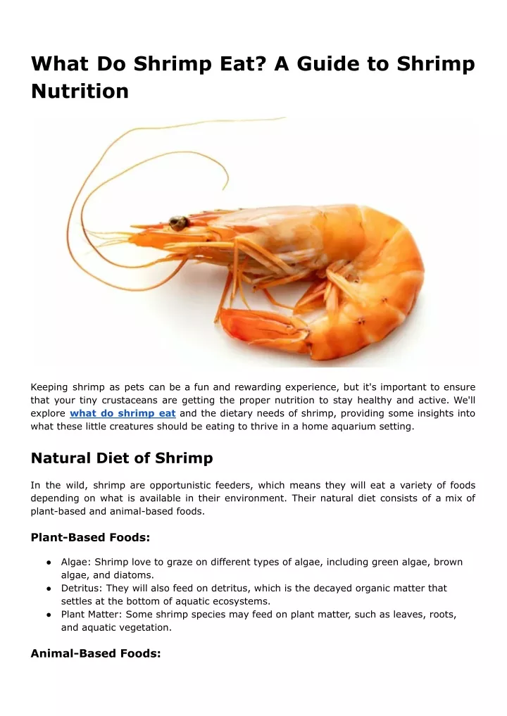 what do shrimp eat a guide to shrimp nutrition