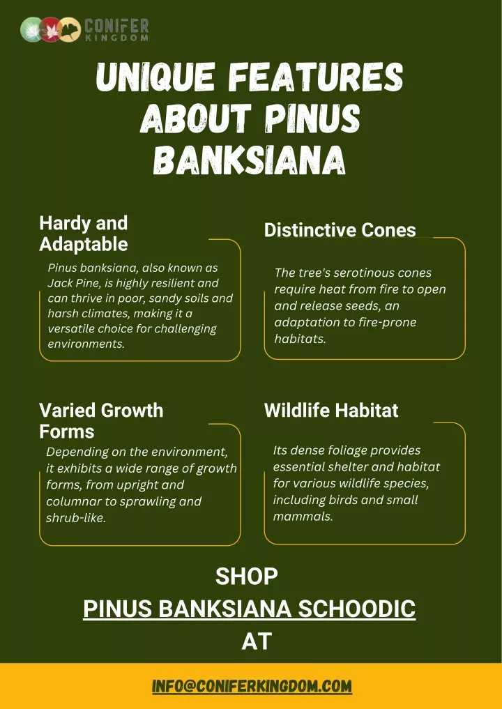 unique features about pinus banksiana