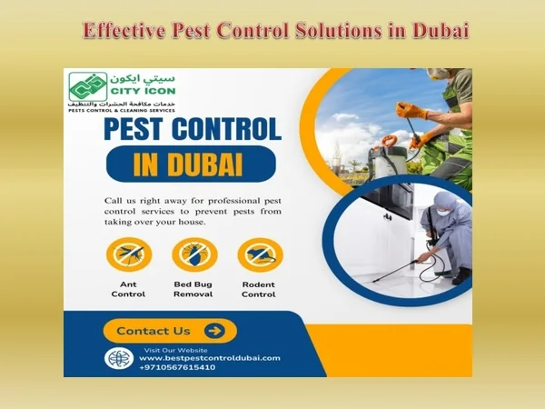 Effective Pest Control Solutions in Dubai