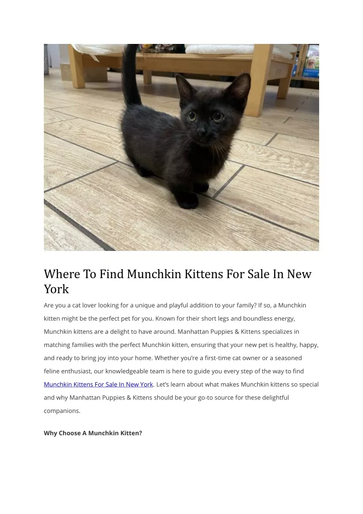 where to find munchkin kittens for sale