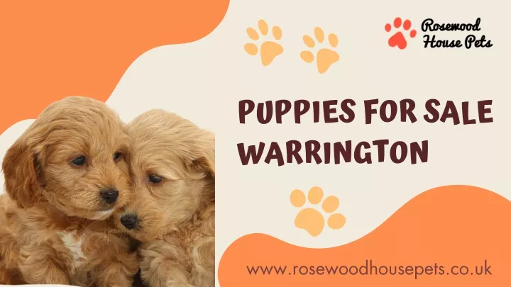 puppies for sale warrington