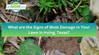 What are the signs of mole damage to your lawn in Irving, Texas?