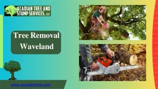Waveland Tree Removal  | Acadian Tree and Stump Removal Service