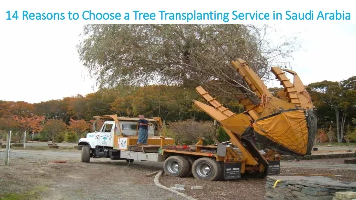 14 reasons to choose a tree transplanting service