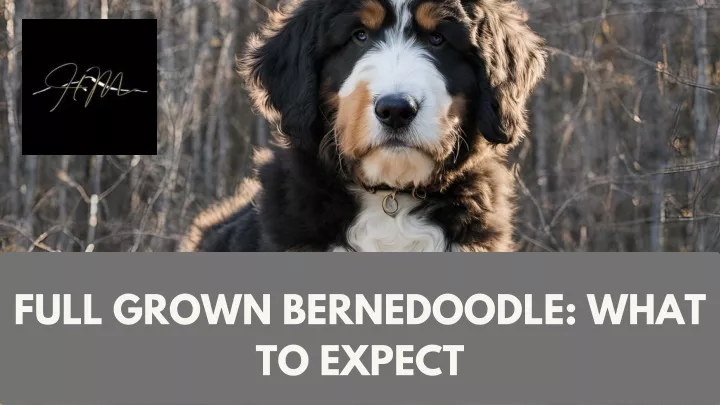 full grown bernedoodle what to expect