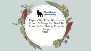 Experts Tips From BlueHaven French Bulldogs You Need To Know Before Getting Frenchie Puppy