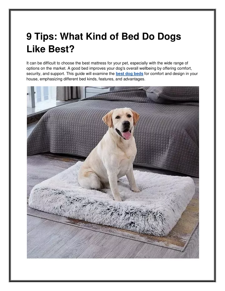 9 tips what kind of bed do dogs like best