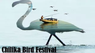 Chilika Bird Festival