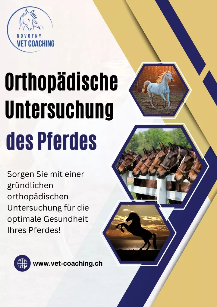 orthop dische untersuchung des pferdes