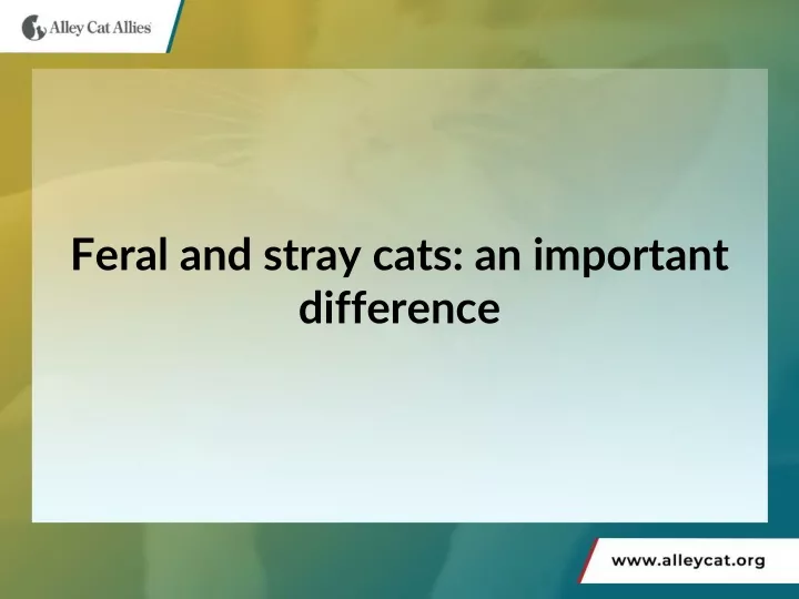 feral and stray cats an important difference