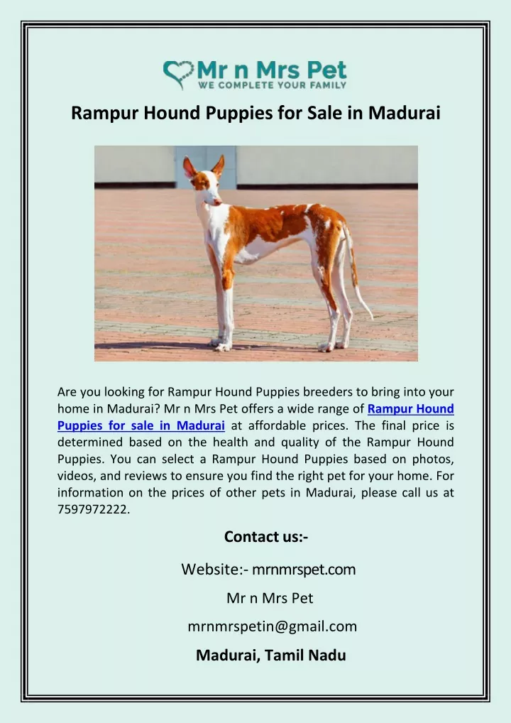 rampur hound puppies for sale in madurai